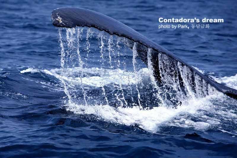 Contadora Island Casa Del Sol Bed And Breakfast المظهر الخارجي الصورة